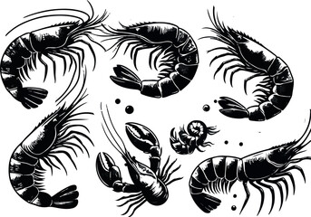Vector illustration of a shrimp, a member of the Caridea order, depicted in a scratchboard style. This hand-drawn image captures the intricate details of the shrimp's anatomy