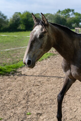 Portrait d'un cheval dans son enclos