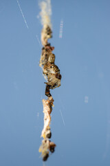 Araign&eacute;e sur sa toile au milieu des restes de ses proies