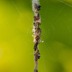 Araignée sur sa toile au milieu des restes de ses proies