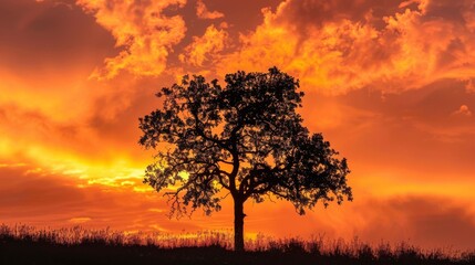 Obraz premium The silhouette of a tree against a fiery orange sky during sunset, creating a striking and vibrant scene