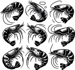 Vector illustration of a shrimp, a member of the Caridea order, depicted in a scratchboard style. This hand-drawn image captures the intricate details of the shrimp's anatomy