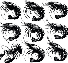 Vector illustration of a shrimp, a member of the Caridea order, depicted in a scratchboard style. This hand-drawn image captures the intricate details of the shrimp's anatomy