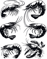 Vector illustration of a shrimp, a member of the Caridea order, depicted in a scratchboard style. This hand-drawn image captures the intricate details of the shrimp's anatomy