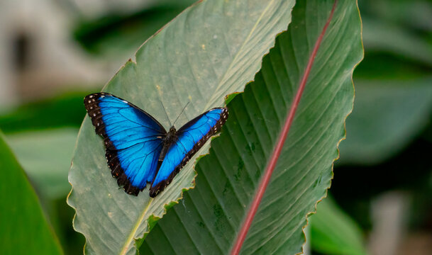 blauer Morphofalter