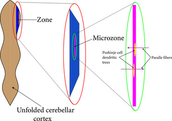 Schematic illustration of the structure of zones and microzones in the cerebellum. Vector illustration