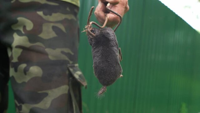 Hands of gardener setting a mole trap, close-up video