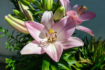 Lirio de pascua o azucena de trompeta