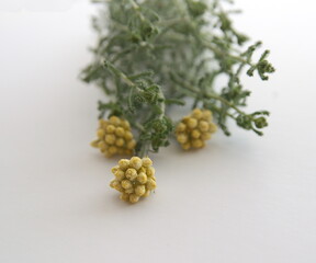 Helichrysum italicum, Helichrysum arenarium,  curry plant,  Italian strawflower, dwarf everlast,  immortelle - a flowering  ornamental and medicinal plant of the daisy family Asteraceae.