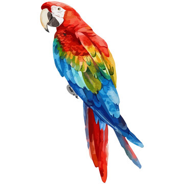 recommend clip art: Watercolor painting vector of a parrot, isolated on a white background, parrot vector, clipart Illustration, Graphic logo, drawing design art, clipart image