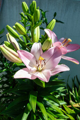 Obraz premium Lirio de pascua o azucena de trompeta