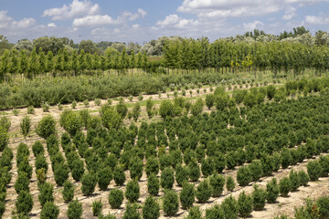 Naklejka premium Aerial view of a woody plant nursery