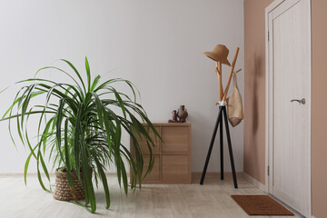 Chest of drawers and houseplant near light wall in interior of hallway