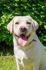 Dog. A Labrador retriever. Portrait of a smiling dog in a nature park.