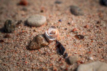 shell on the beach
