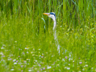 Heron hiding in the green flowering meadow