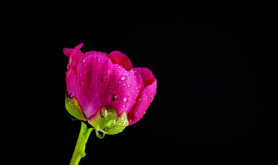 pink peony flower with water drops on black background