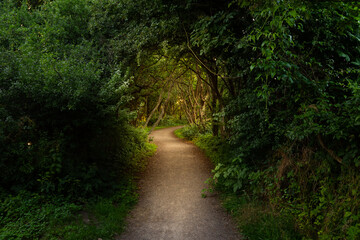 Obraz premium Golden glow of a narrow path throgh a dense forest.