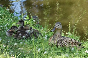 Mallard duck with ducklings sitting in the grass on the shore of the pond.