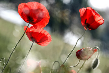 Poppy flowers in spring, may