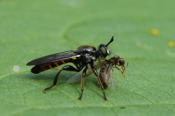 Closeup on a European Golden-haired Robberfly , Choerades marginata predating eating another fly in the garden