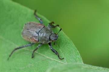 Closeup on a Welsh Chafer beetle, Hoplia philanthus on a green leaf in the garden