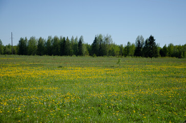 Obraz premium A field with yellow dandelions and green grass, a flat blue sky