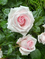 pink roses in a garden