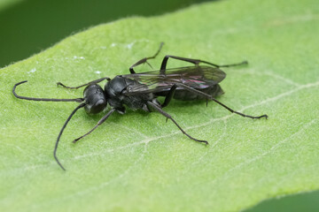 Closeup on a dark black European spider killing wasp, Auplopus carbonarius, sitting on a green leaf