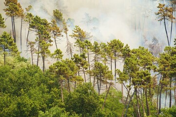 Il fumo provocato da un incendio nel bosco