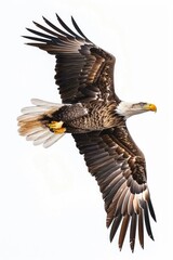 Obraz premium A bald eagle soaring through the sky with its wings spread wide, perfect for use in wildlife or nature-related contexts