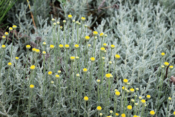 An evergreen santolina bush is blooming in the garden