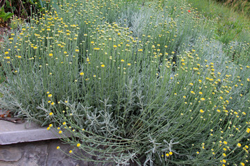 An evergreen santolina bush is blooming in the garden