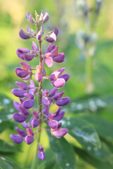 Lupine flower close up with selective focus. Spring flower on a field or in a park. Blooming purple-blue lupine flower. Natural background. Lupine on a blurred background on a sunny day