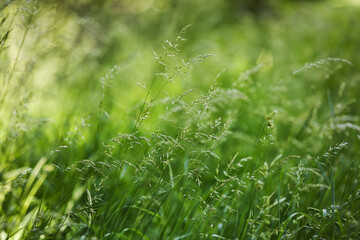 Meadow grass blowing in the wind with beautiful soft background