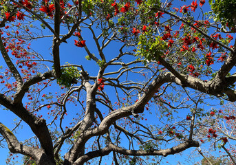 Red blossoms in the crown of an Erythrina coralloides coral tree