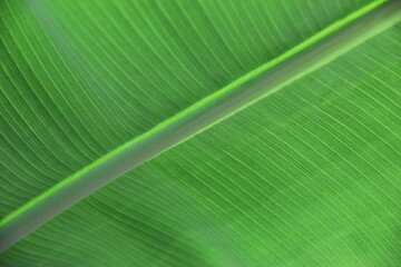 Gros plan d'une feuille verte de bananier