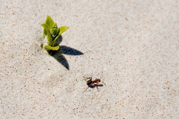 Honckenya peploides is a plant that lives on sea coasts. It grows in almost pure sand with a small admixture of organic matter in salty soil. Ant on the sand.
