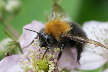 Closeup on a queen European Tree bumblebee, Bombus hypnorum on a white brambleberry flower