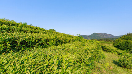 Tea plantation at mountain slope.