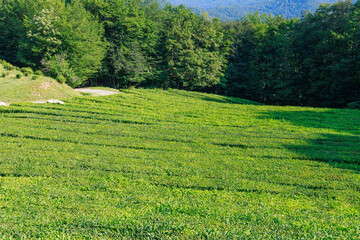 Tea plantation at mountain slope.