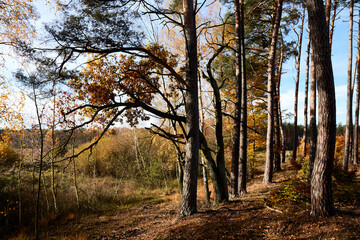 autumn leaves in the forest