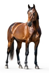 Obraz premium A brown horse stands on the edge of a white floor, ready to jump or explore