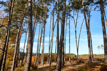 autumn leaves in the forest