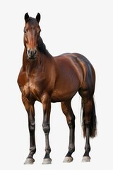 Obraz premium A brown horse standing against a plain white background