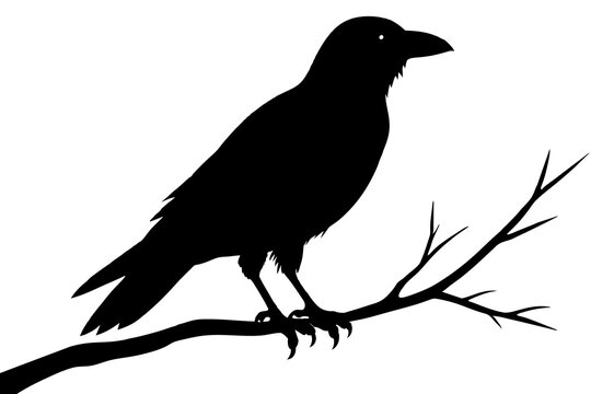 recommend clip art: crow bird silhouette vector illustration