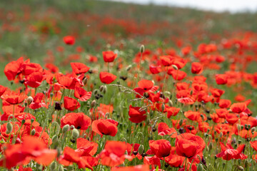 Field full of bloomin poppies and other wild flowers in europe