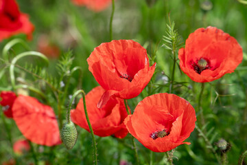 Field full of bloomin poppies and other wild flowers in europe