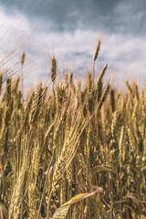 Wheat is a symbol of Ukraine and life. Wheat field. Ukrainian landscape. Nature in the rays of the evening sun. Spikelets at sunset. Grains of wheat. Ripe ear of corn in hand.