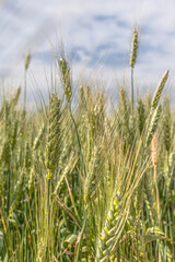 Wheat is a symbol of Ukraine and life. Wheat field. Ukrainian landscape. Nature in the rays of the evening sun. Spikelets at sunset. Grains of wheat. Ripe ear of corn in hand.